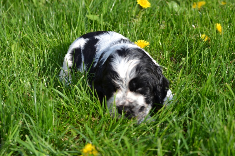 Vrh H a CH 20- Charlie.JPG